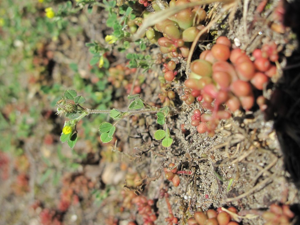 Medicago minima